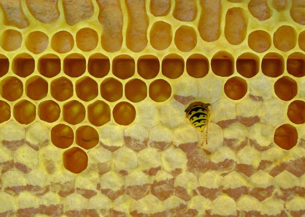 beeswax